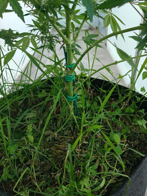 Biscotti - Westbalkongrow. Week 11