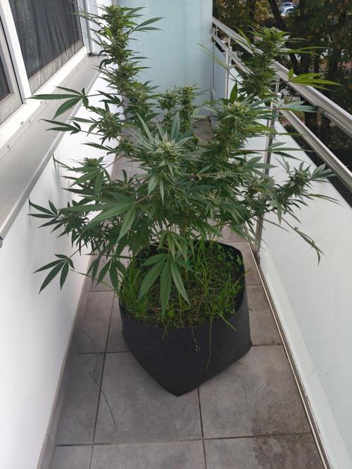Biscotti - Westbalkongrow. Week 12