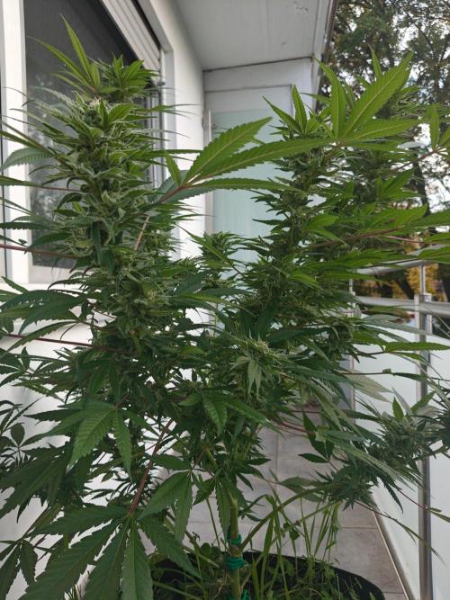 Biscotti - Westbalkongrow. Week 12