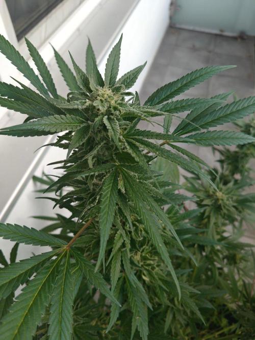Biscotti - Westbalkongrow. Week 12