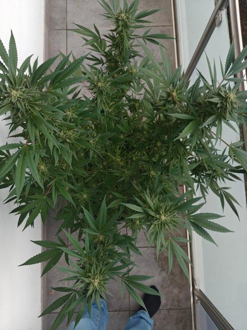 Biscotti - Westbalkongrow. Week 12