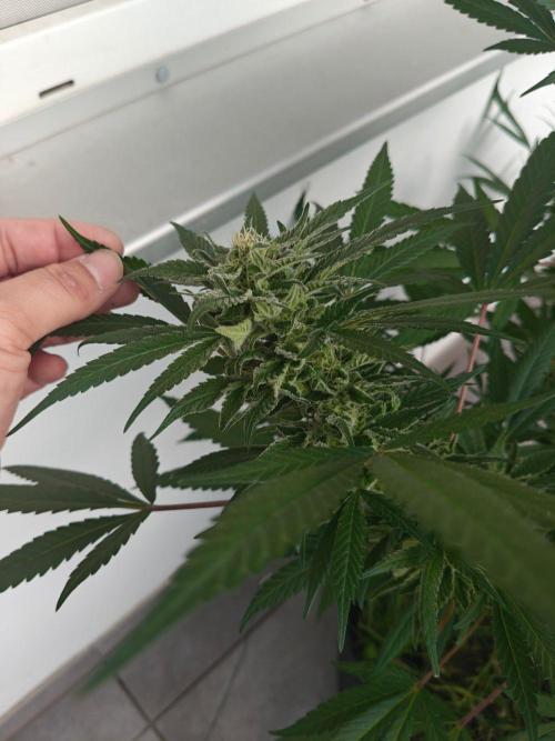 Biscotti - Westbalkongrow. Week 12