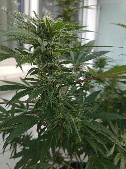 Biscotti - Westbalkongrow. Week 12