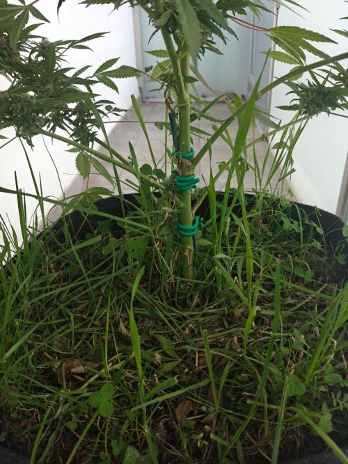 Biscotti - Westbalkongrow. Week 12