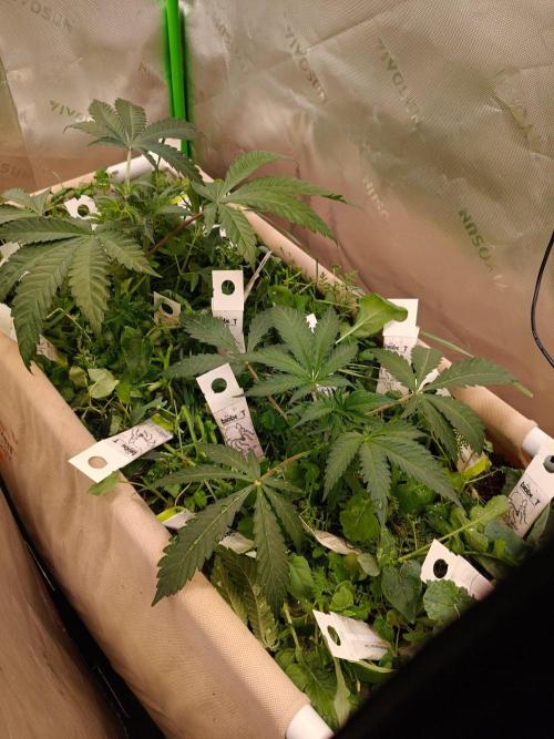 Lemon Cherry Gelato. Week 4