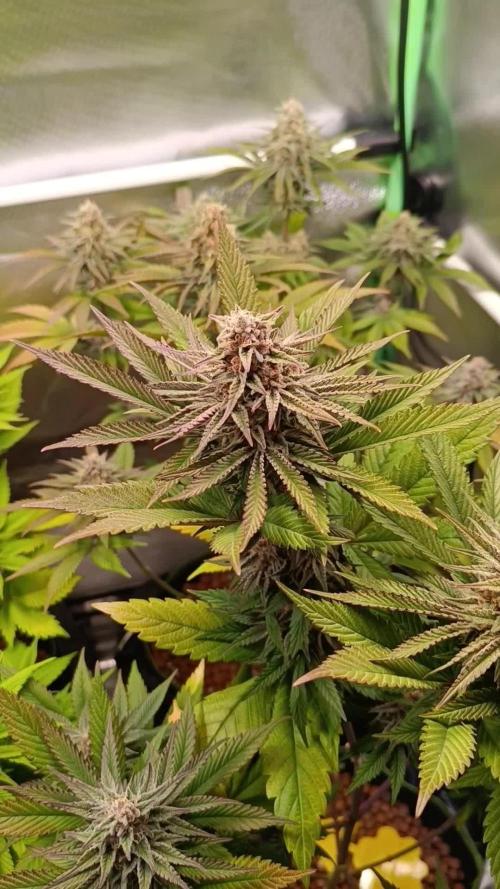 Blue Zushi + OG#18 [GER]🇩🇪
