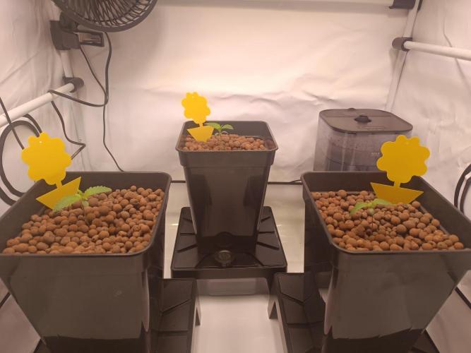 Blackberry Moonrocks [GER🇩🇪]. Week 1