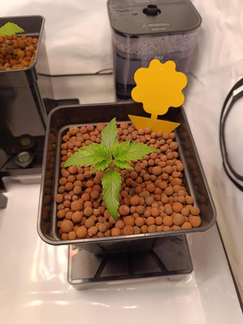 Blackberry Moonrocks [GER🇩🇪]. Week 2