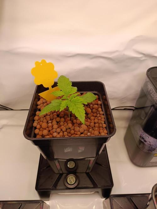 Blackberry Moonrocks [GER🇩🇪]. Week 2