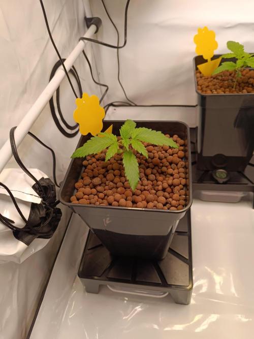 Blackberry Moonrocks [GER🇩🇪]. Week 2