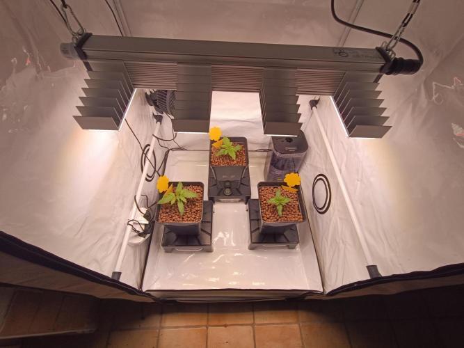 Blackberry Moonrocks [GER🇩🇪]. Week 2