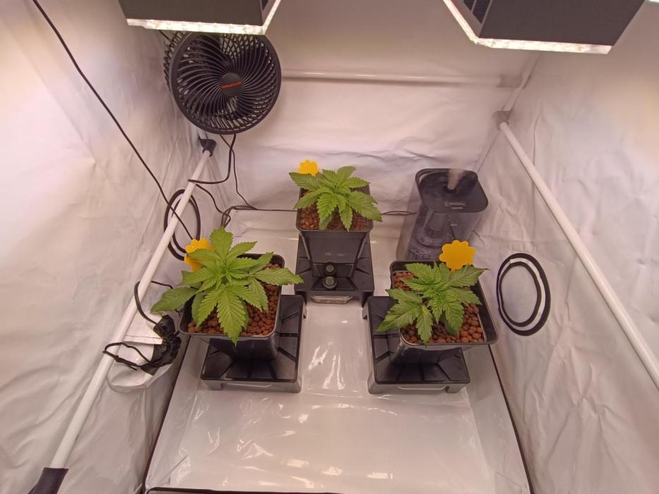 Blackberry Moonrocks [GER🇩🇪]. Week 3