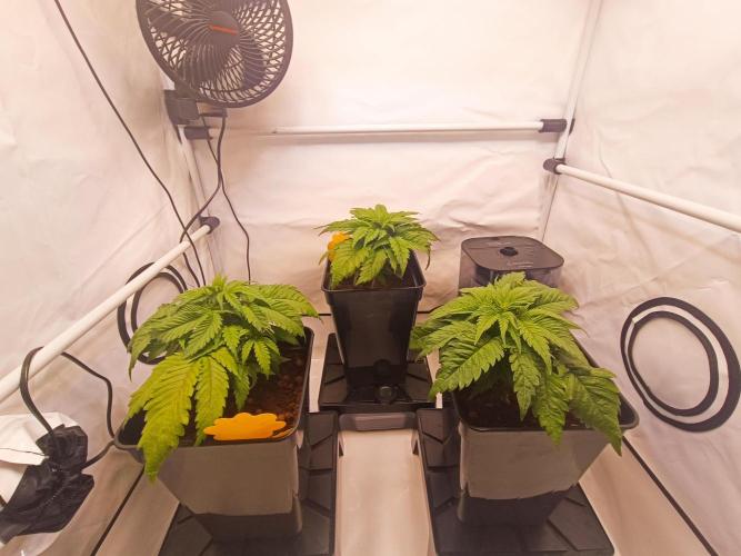 Blackberry Moonrocks [GER🇩🇪]. Week 4