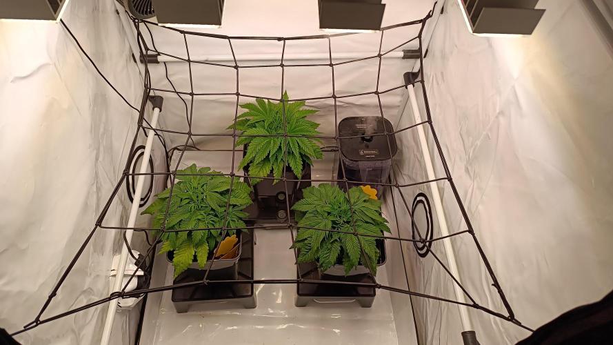 Blackberry Moonrocks [GER🇩🇪]. Week 5