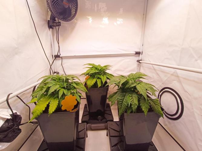 Blackberry Moonrocks [GER🇩🇪]. Week 5