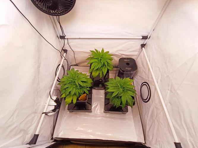 Blackberry Moonrocks [GER🇩🇪]. Week 5