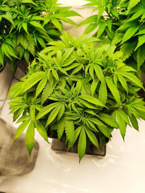 Blackberry Moonrocks [GER🇩🇪]. Week 6