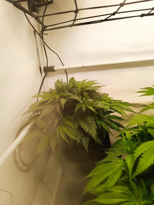 Blackberry Moonrocks [GER🇩🇪]. Week 6