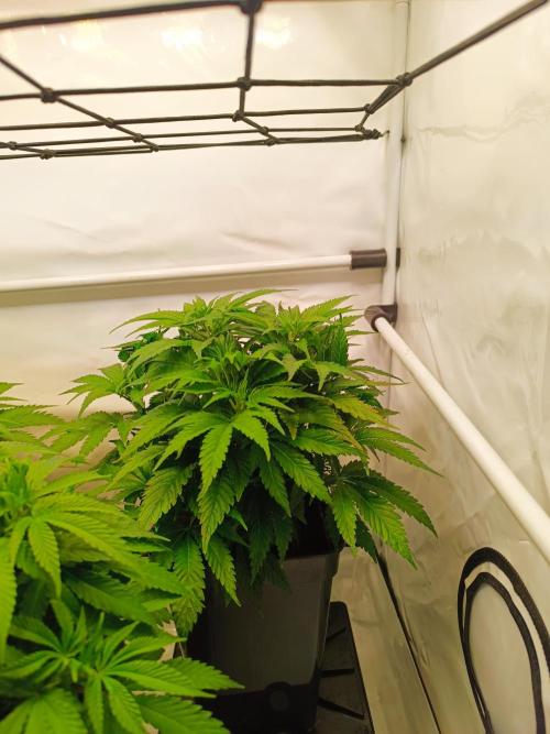 Blackberry Moonrocks [GER🇩🇪]. Week 6