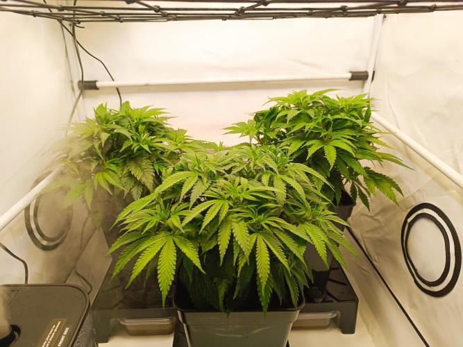 Blackberry Moonrocks [GER🇩🇪]. Week 6