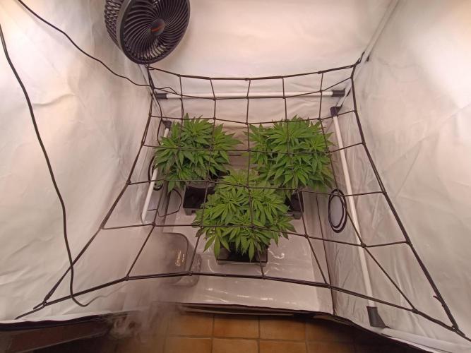 Blackberry Moonrocks [GER🇩🇪]. Week 6