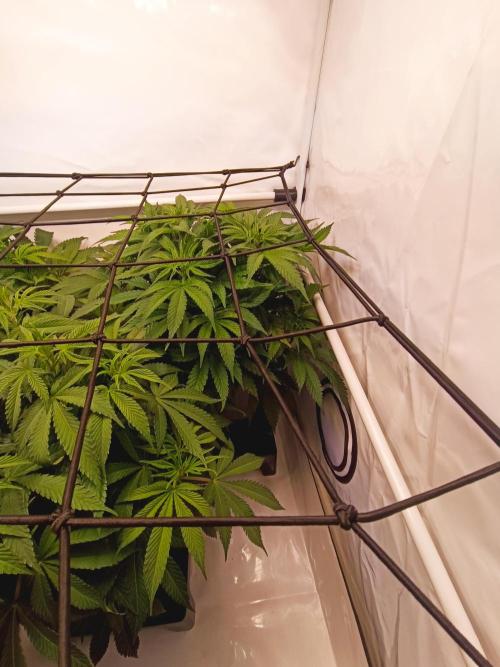 Blackberry Moonrocks [GER🇩🇪]. Week 7