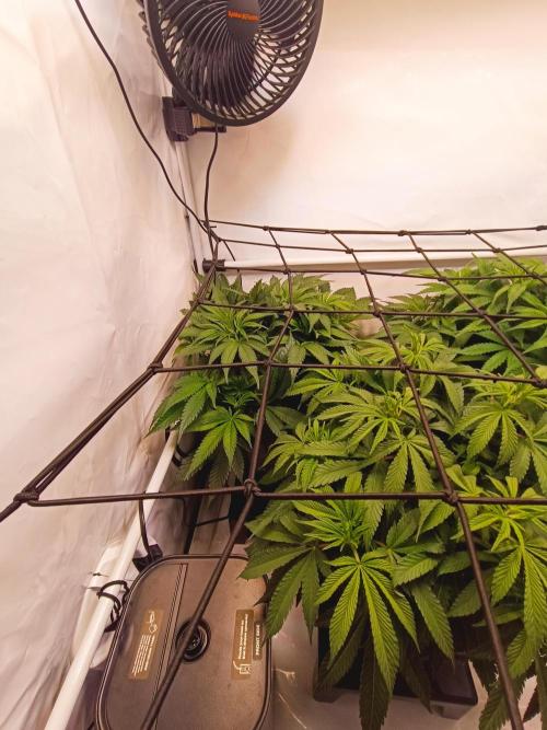 Blackberry Moonrocks [GER🇩🇪]. Week 7