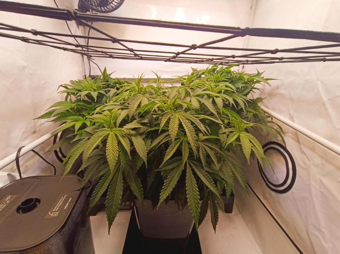 Blackberry Moonrocks [GER🇩🇪]. Week 7