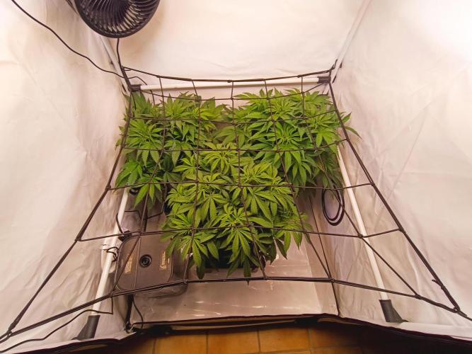 Blackberry Moonrocks [GER🇩🇪]. Week 7