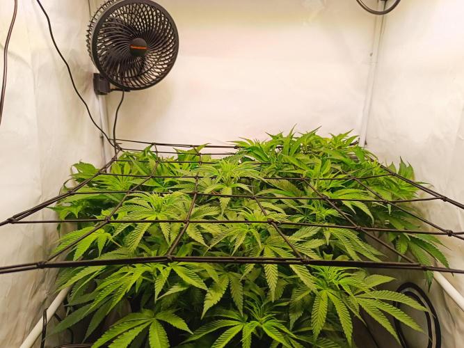 Blackberry Moonrocks [Söltjer Berry]. Week 8