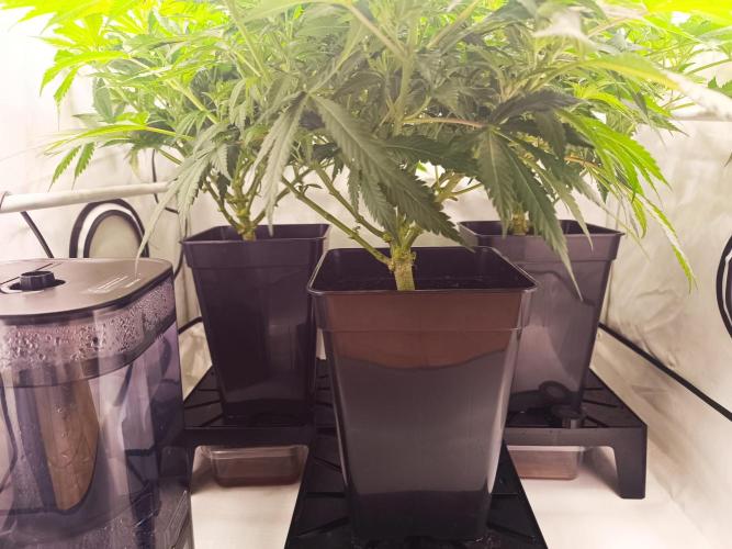 Blackberry Moonrocks [Söltjer Berry]. Week 8