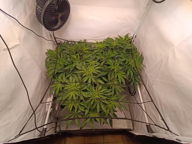 Blackberry Moonrocks [Söltjer Berry]. Week 8