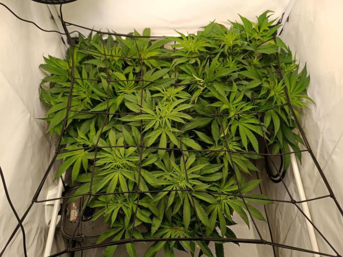 Blackberry Moonrocks [Söltjer Berry]. Week 8