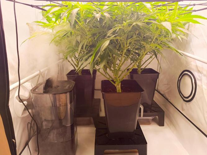 Blackberry Moonrocks [Söltjer Berry]. Week 9