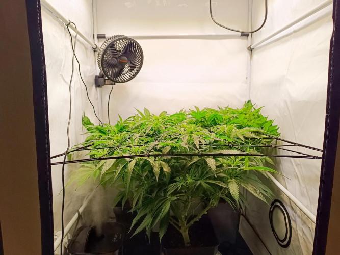 Blackberry Moonrocks [Söltjer Berry]. Week 9