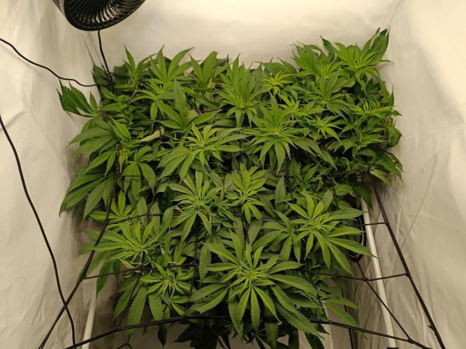 Blackberry Moonrocks [Söltjer Berry]. Week 9