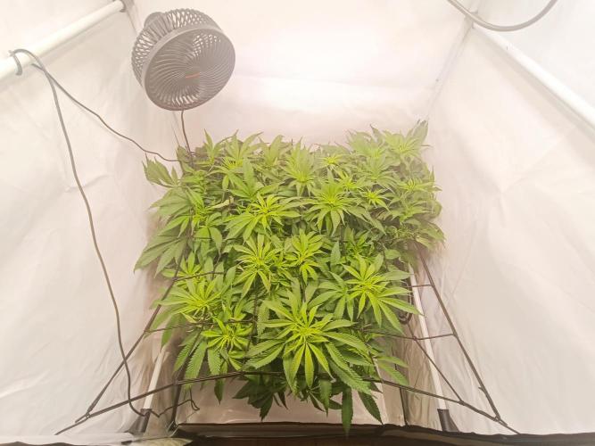 Blackberry Moonrocks [Söltjer Berry]. Week 9