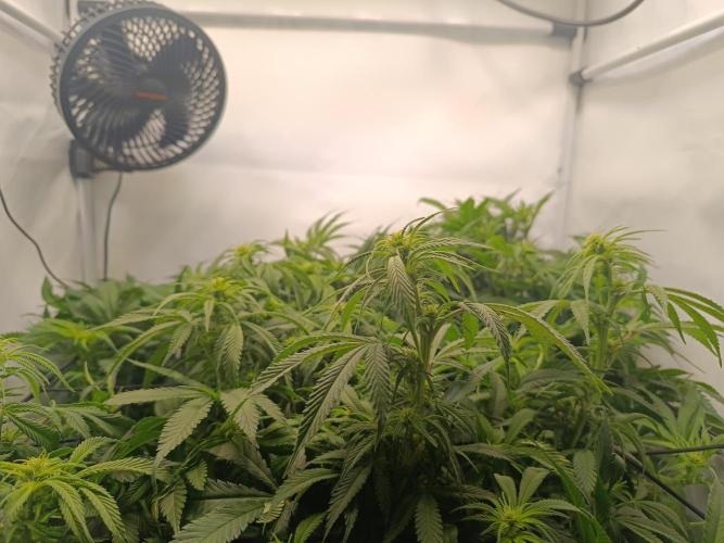 Blackberry Moonrocks [Söltjer Berry]. Week 10