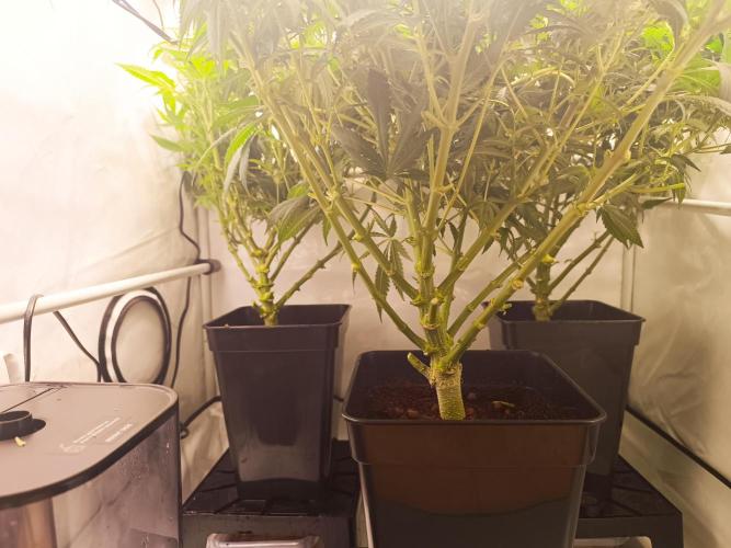 Blackberry Moonrocks [Söltjer Berry]. Week 10