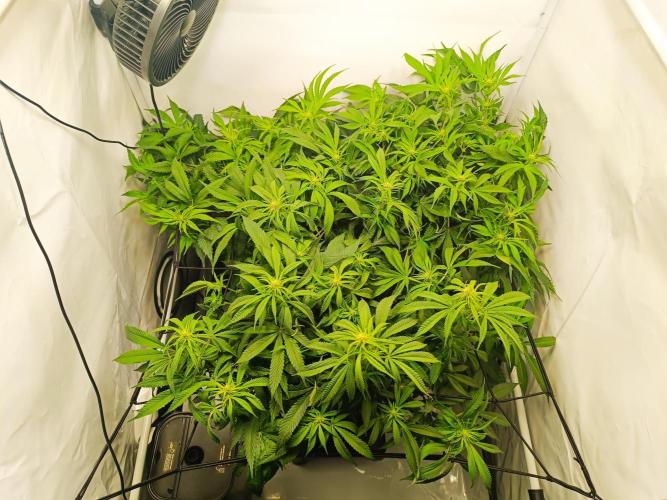 Blackberry Moonrocks [Söltjer Berry]. Week 10