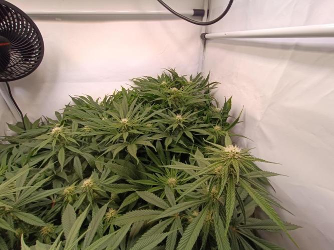 Blackberry Moonrocks [Söltjer Berry]. Week 11