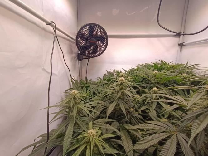 Blackberry Moonrocks [Söltjer Berry]. Week 11