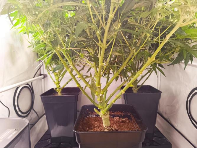 Blackberry Moonrocks [Söltjer Berry]. Week 11