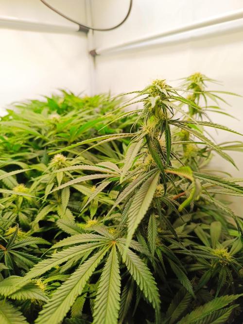 Blackberry Moonrocks [Söltjer Berry]. Week 11