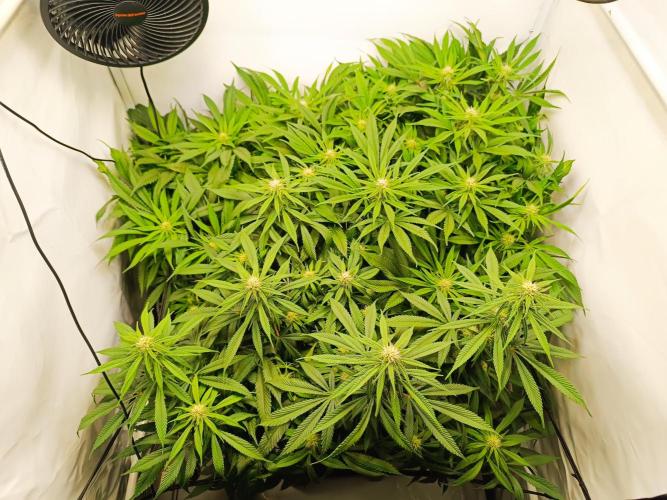 Blackberry Moonrocks [Söltjer Berry]. Week 11