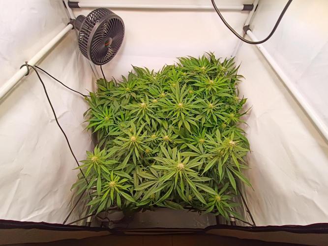 Blackberry Moonrocks [Söltjer Berry]. Week 11