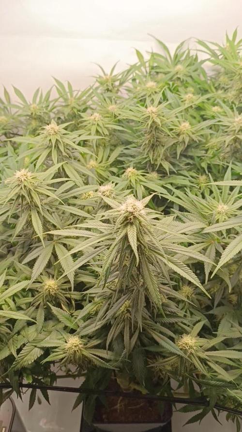 Blackberry Moonrocks [Söltjer Berry]