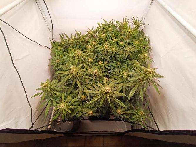 Blackberry Moonrocks [Söltjer Berry]. Week 12