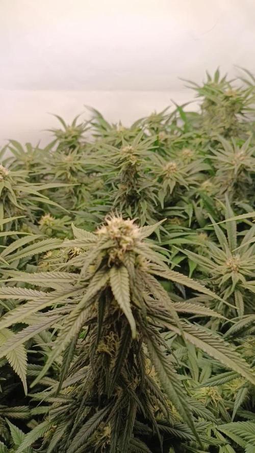 Blackberry Moonrocks [Söltjer Berry]