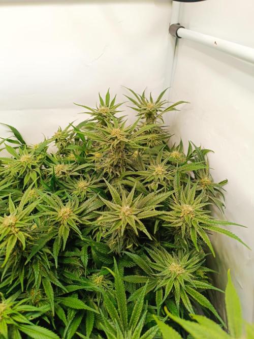 Blackberry Moonrocks [Söltjer Berry]. Week 13